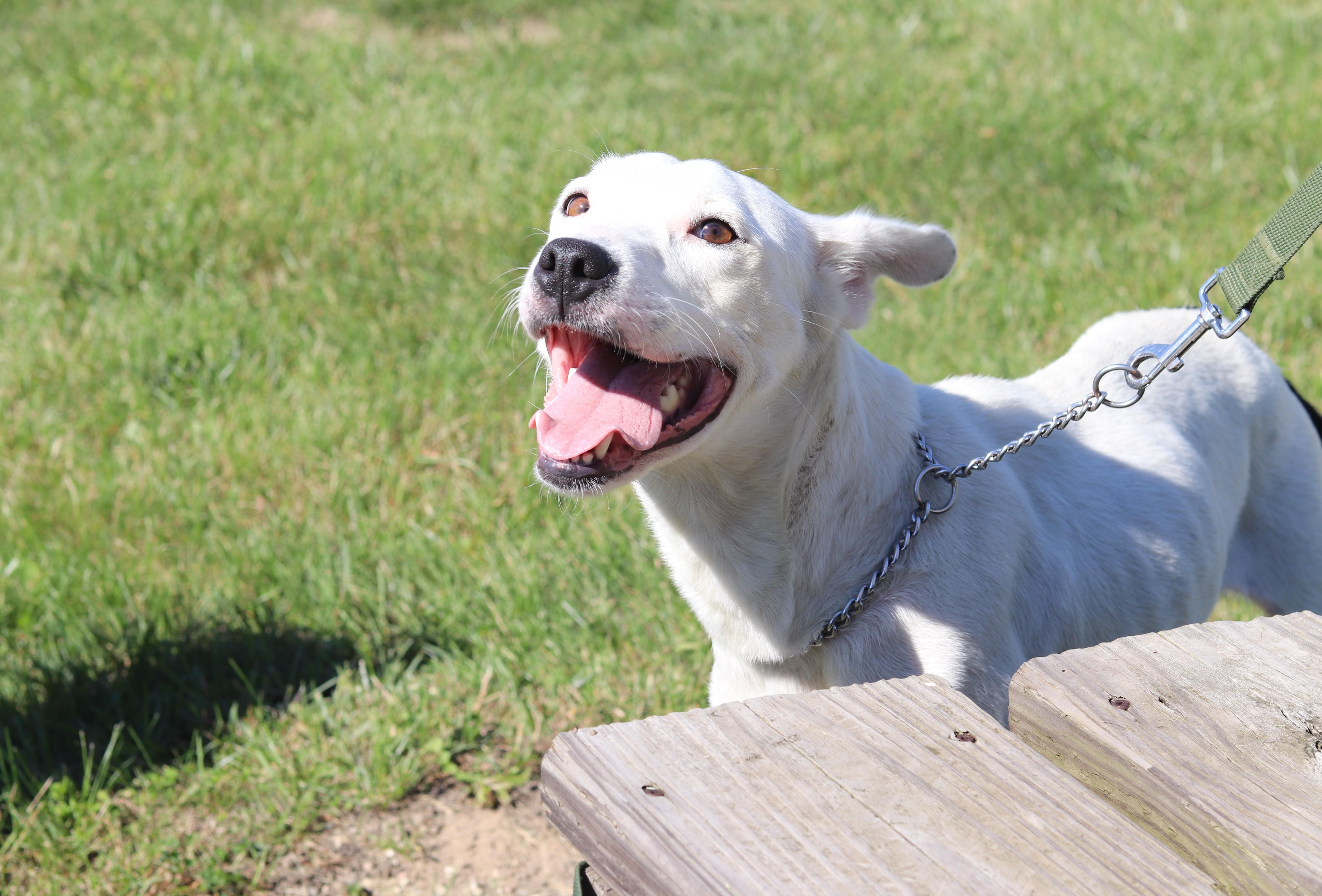 Enlarge Suki, a Adopted Mixed Breed in Ionia, MI image 6/6