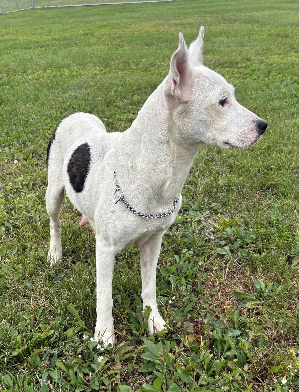 Enlarge Suki, a Adopted Mixed Breed in Ionia, MI image 3/6