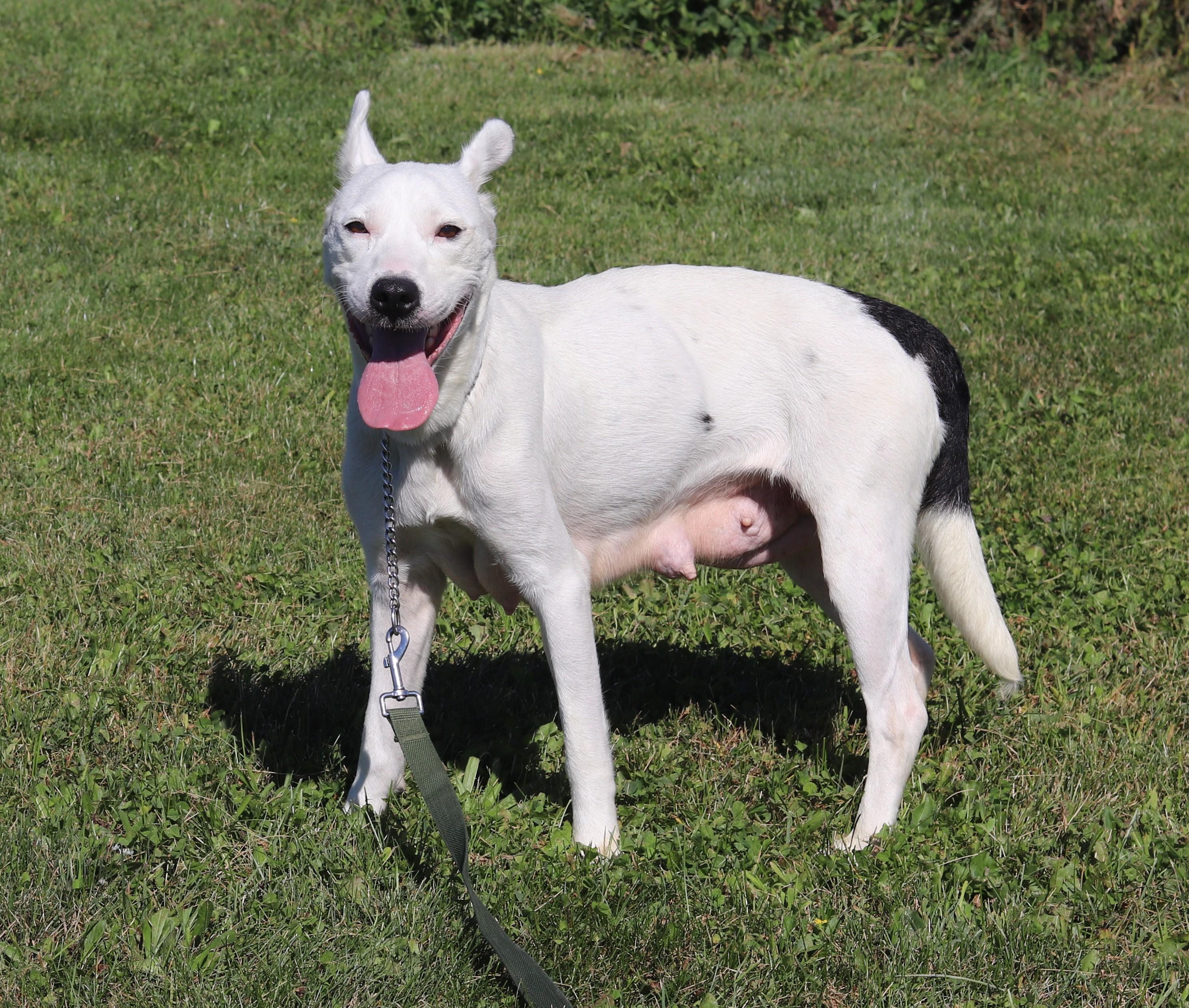 Enlarge Suki, a Adopted Mixed Breed in Ionia, MI image 5/6