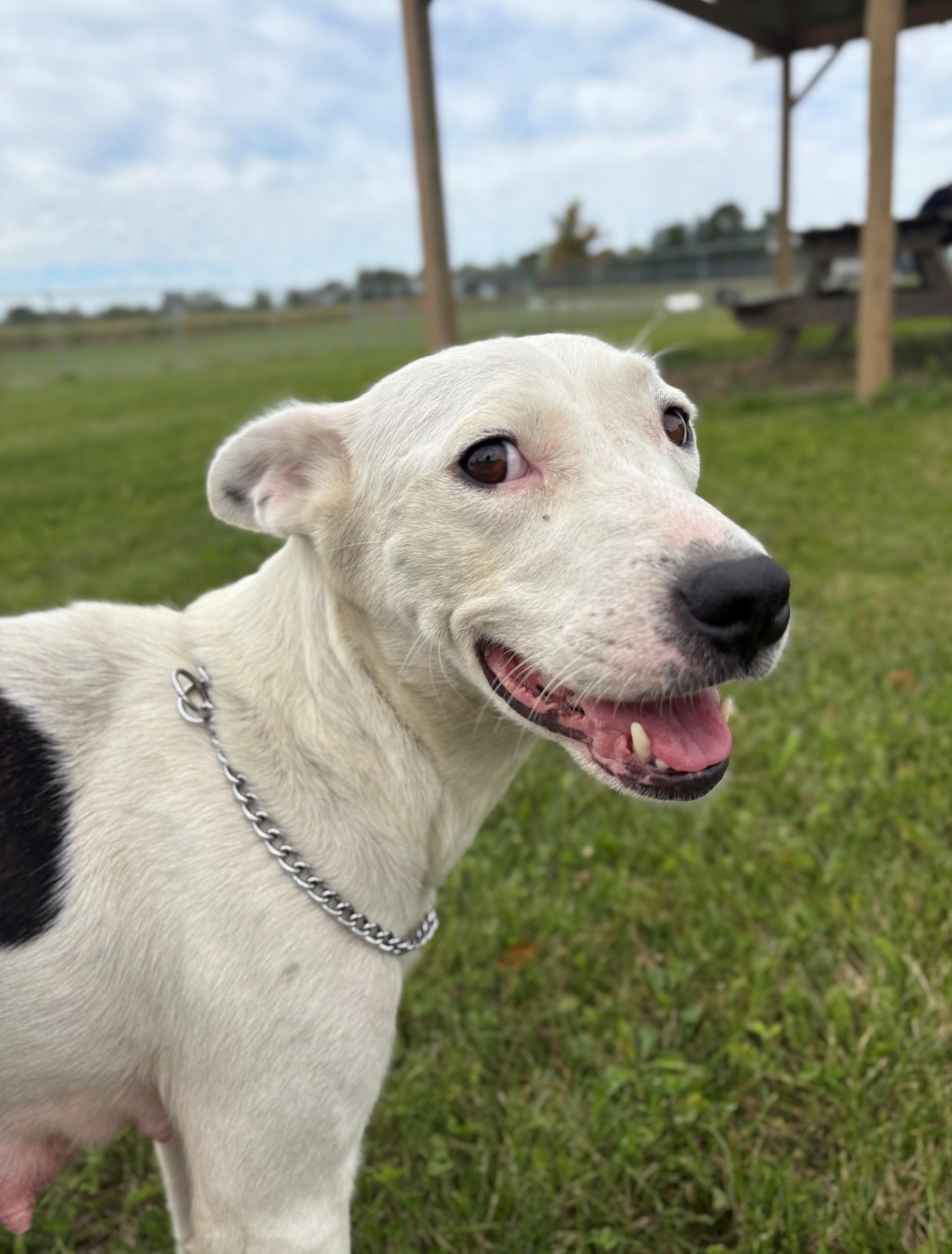 Enlarge Suki, a Adopted Mixed Breed in Ionia, MI image 4/6
