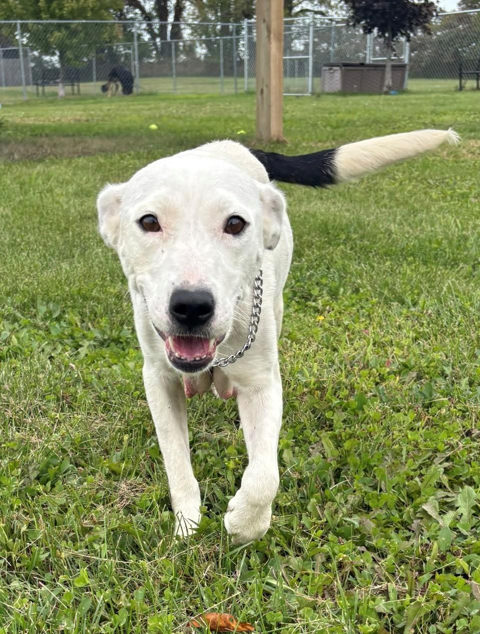 Enlarge Suki, a Adopted Mixed Breed in Ionia, MI image 2/6