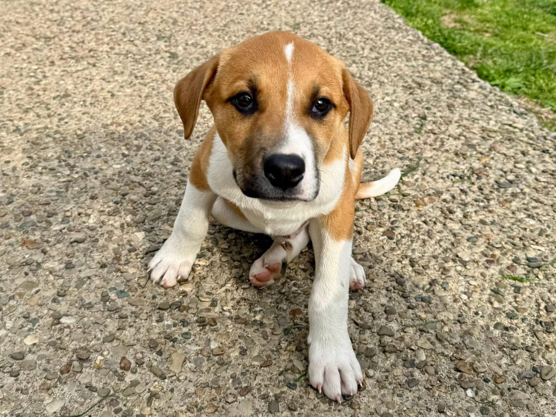 Enlarge Beau, a ADOPTABLE mixed breed in Louisville, KY image 3/4