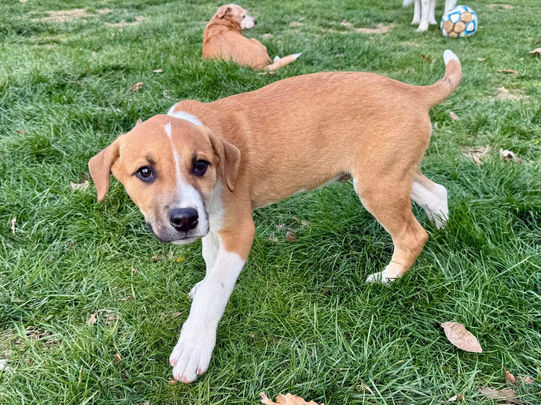 Enlarge Beau, a ADOPTABLE mixed breed in Louisville, KY image 2/4
