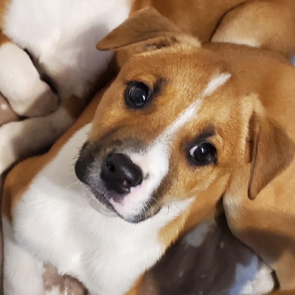 Enlarge Beau, a ADOPTABLE Mixed Breed in Louisville, KY image 1/1