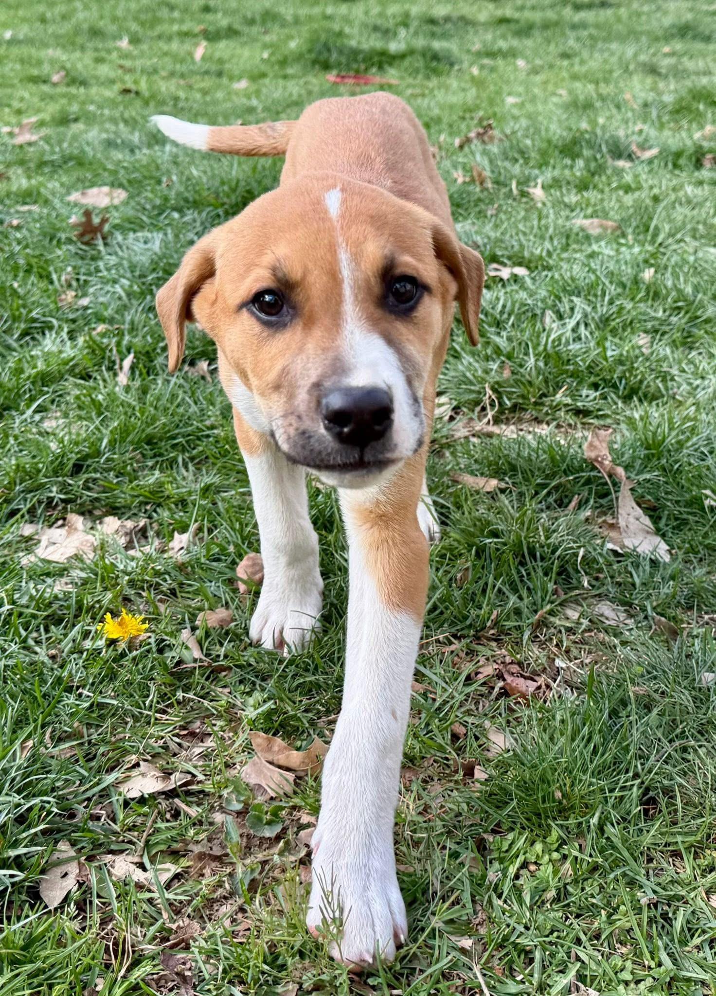 Enlarge Beau, a ADOPTABLE mixed breed in Louisville, KY image 4/4
