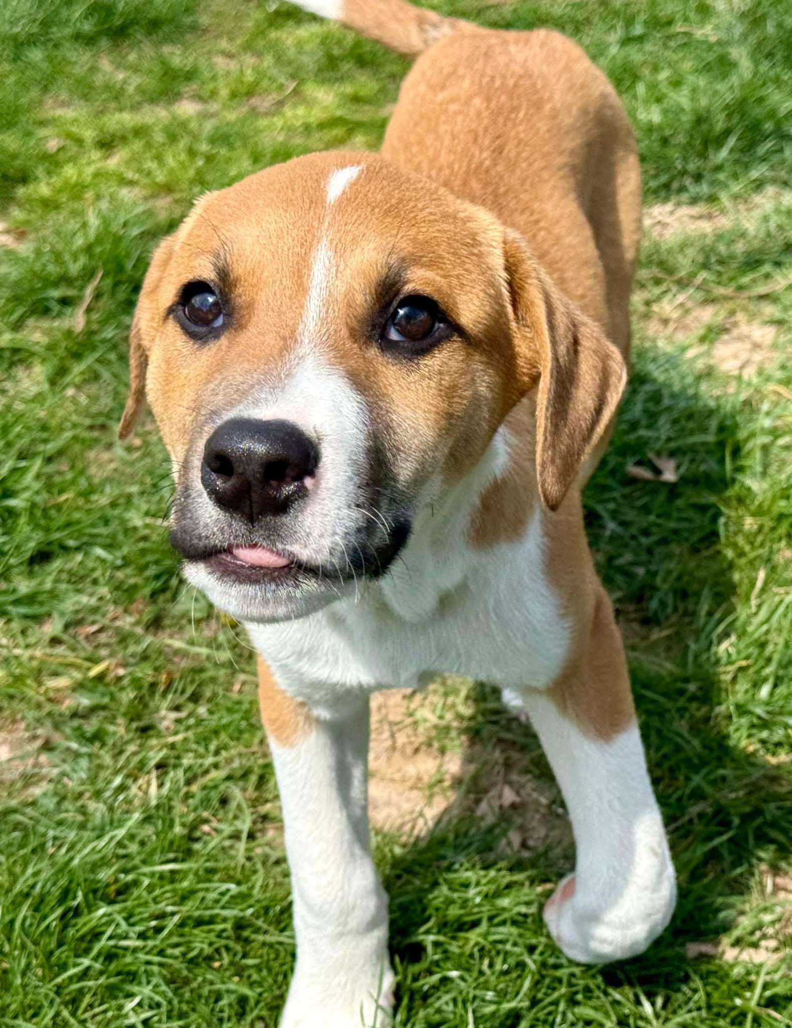 Beau, ADOPTABLE, Young Male Boxer.