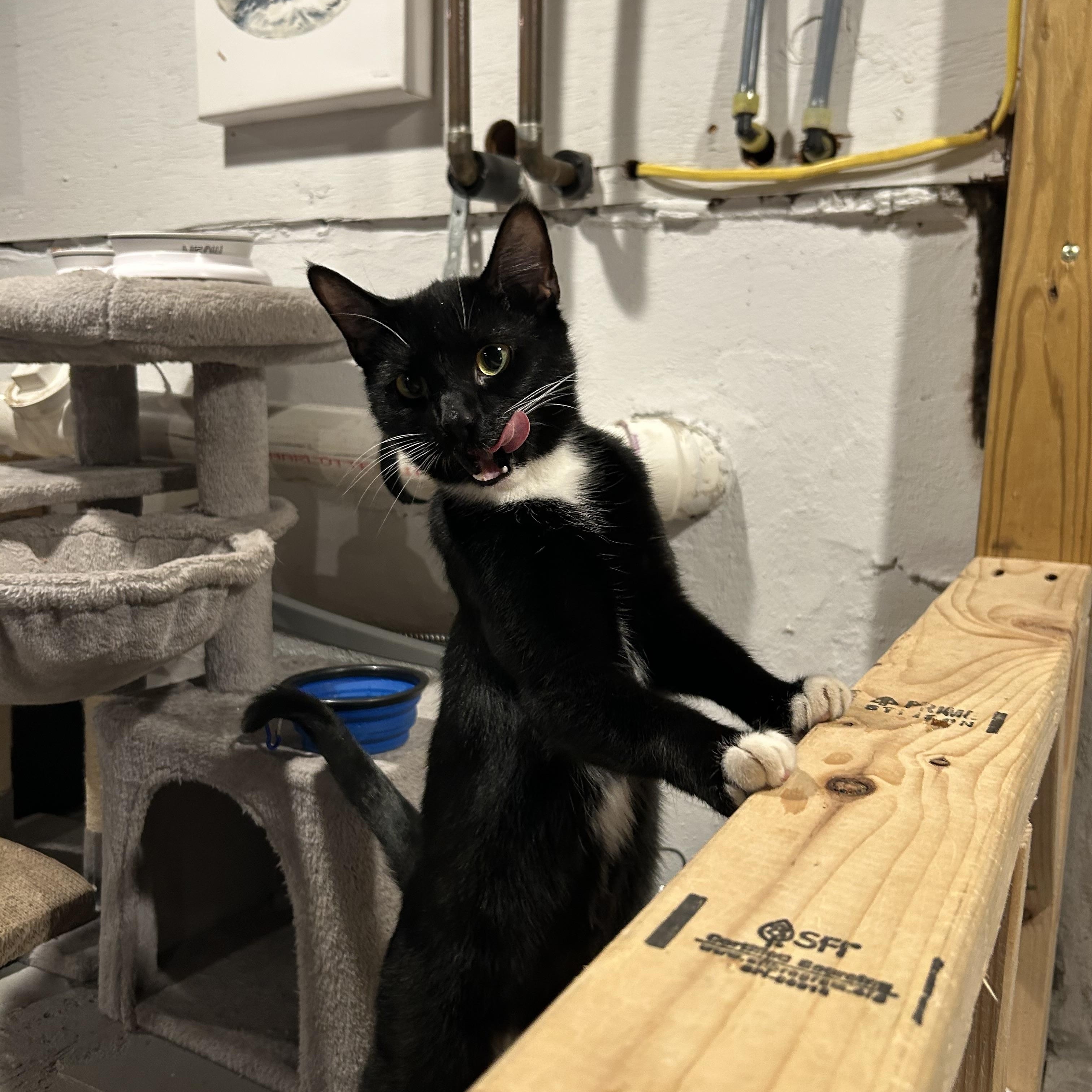 Enlarge Minuet, a Adoptable Domestic Short Hair in Palisades Park, NJ image 1/4