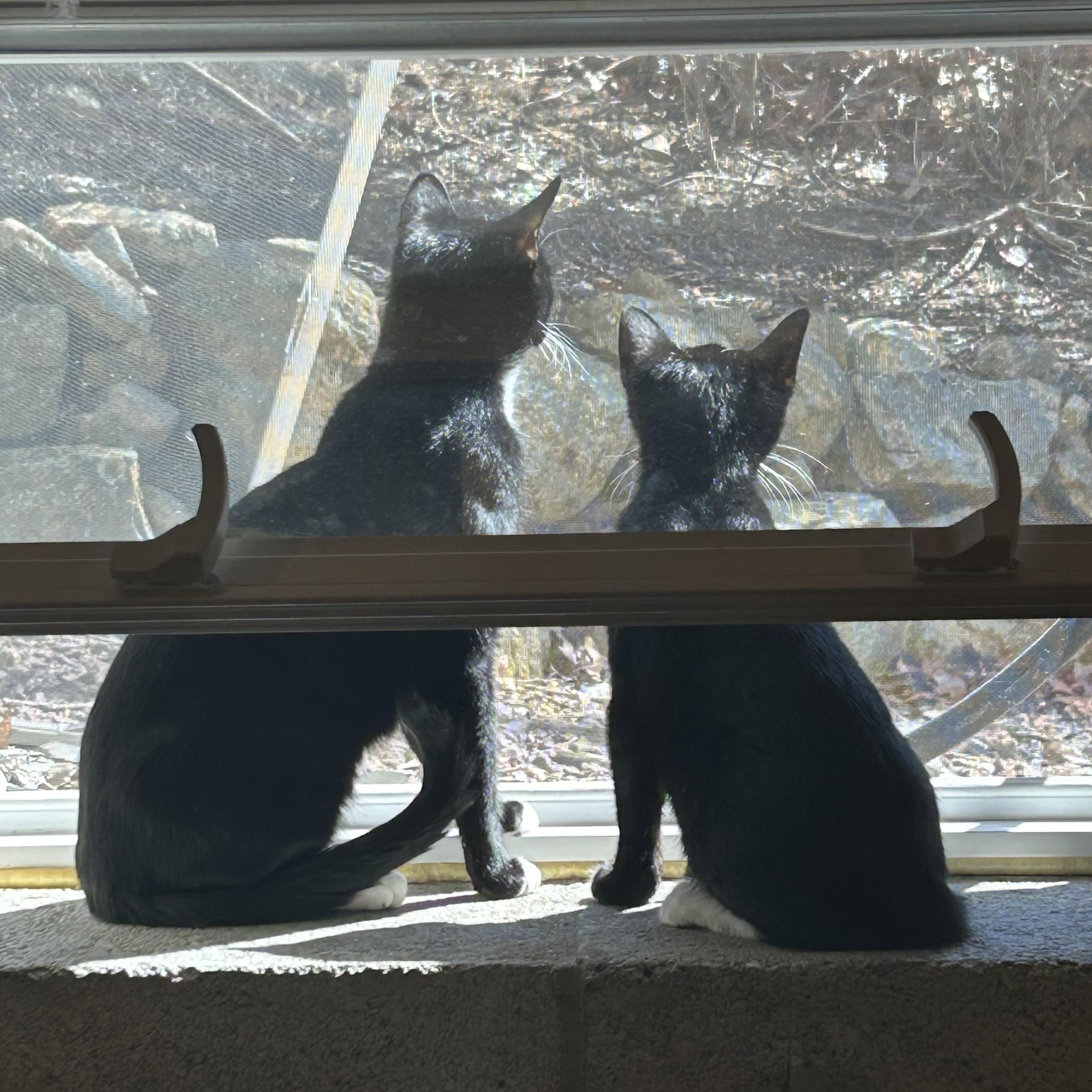 Enlarge Minuet, a Adoptable Domestic Short Hair in Palisades Park, NJ image 2/4