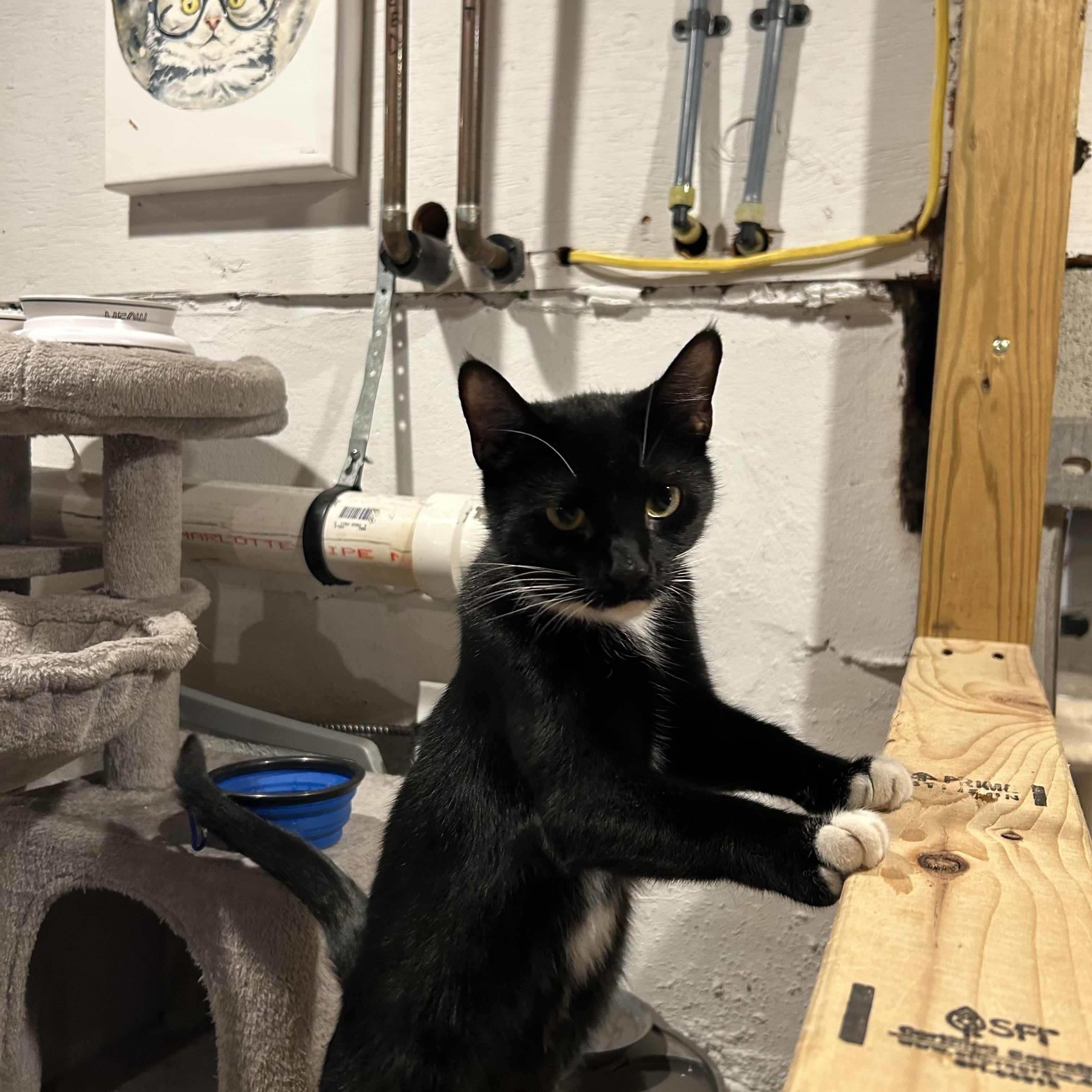 Enlarge Minuet, a Adoptable Domestic Short Hair in Palisades Park, NJ image 3/4