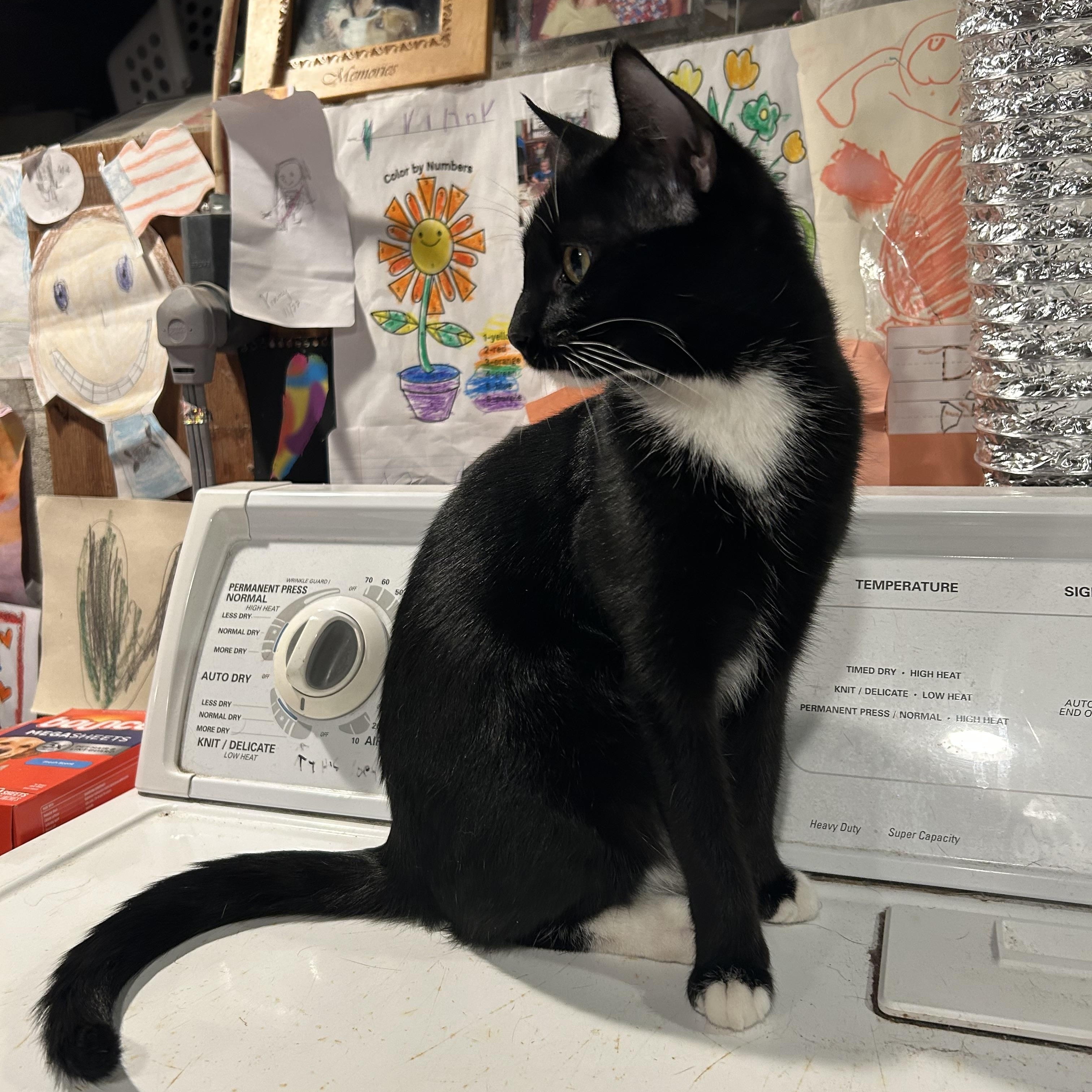 Enlarge Minuet, a Adoptable Domestic Short Hair in Palisades Park, NJ image 4/4