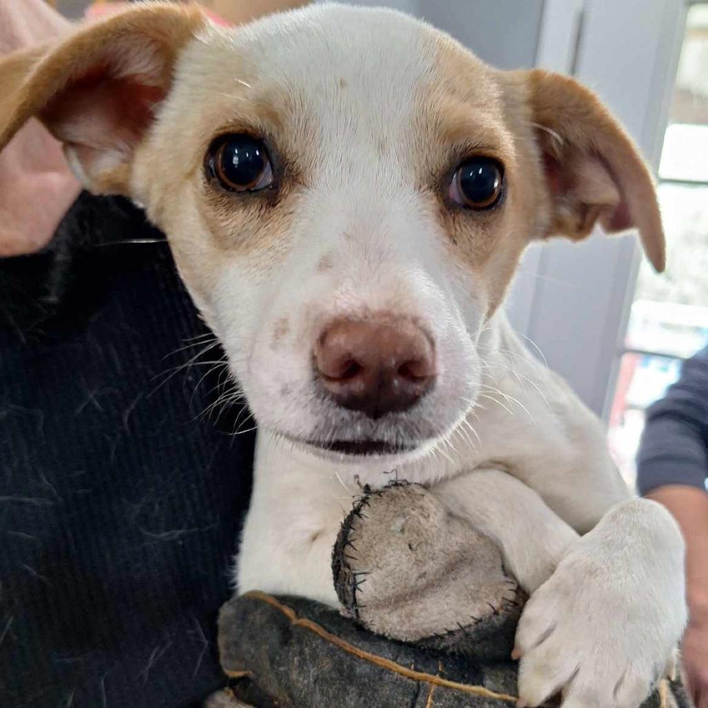 Enlarge Princess, a Adoptable Mixed Breed in Boaz, AL image 1/2