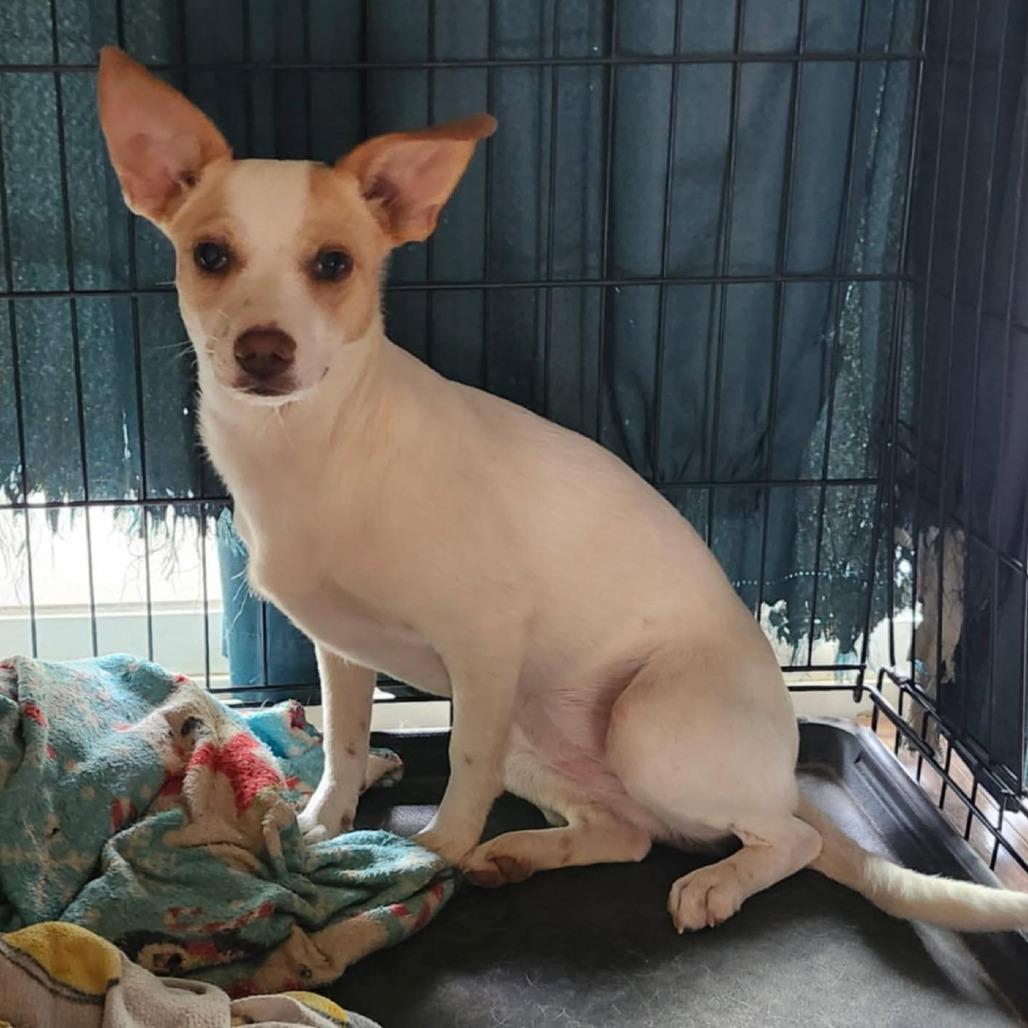 Enlarge Princess, a Adoptable Mixed Breed in Boaz, AL image 2/2