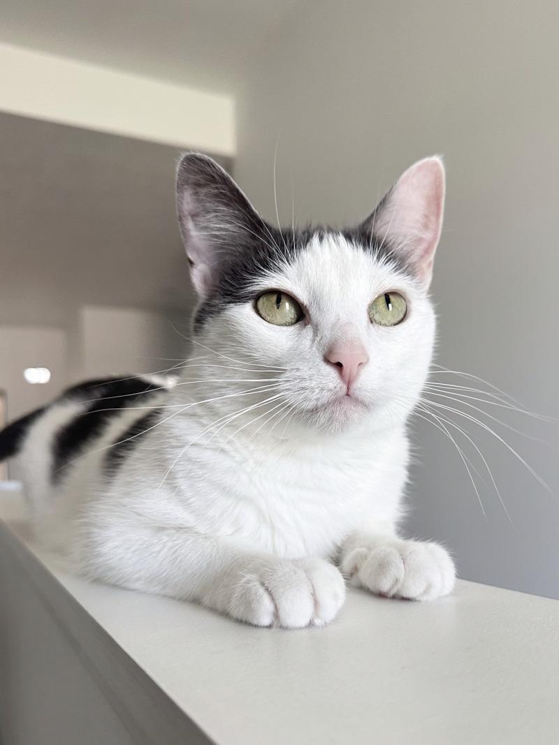 Neyla, Adoptable, Adult Female Domestic Short Hair.