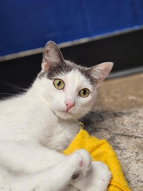 Enlarge Neyla, a Adoptable Domestic Short Hair in Yankton, SD image 2/6