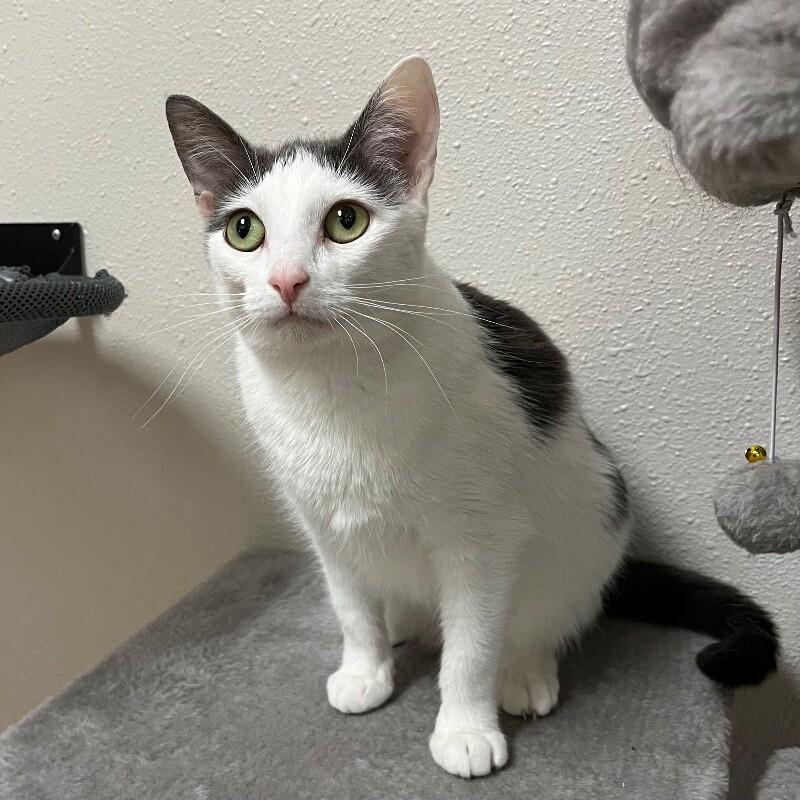 Neyla, Adoptable, Adult Female Domestic Short Hair.