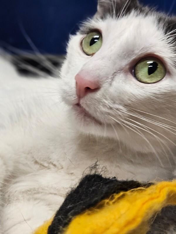 Enlarge Neyla, a Adoptable Domestic Short Hair in Yankton, SD image 3/6