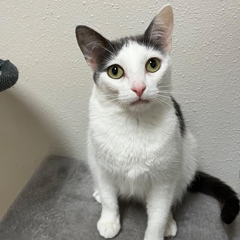 Neyla, a Adoptable Domestic Short Hair in Yankton, SD image 2/4