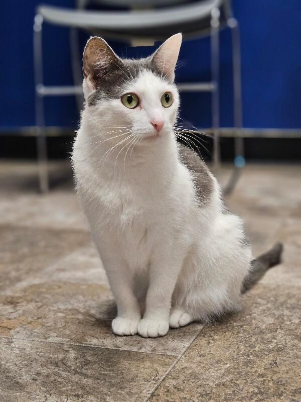 Enlarge Neyla, a Adoptable Domestic Short Hair in Yankton, SD image 5/6