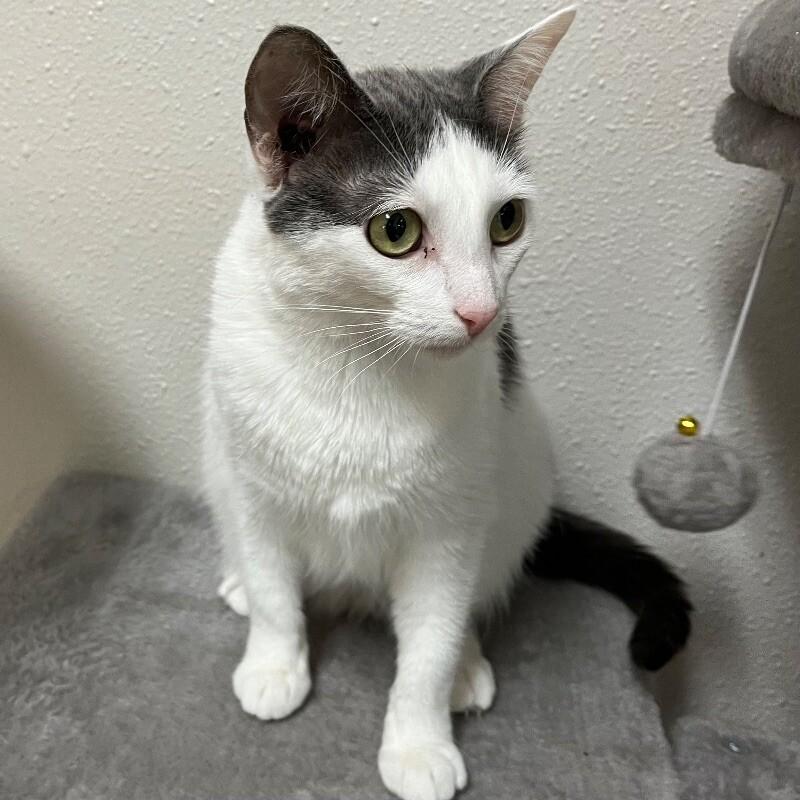 Neyla, a Adoptable Domestic Short Hair in Yankton, SD image 3/4