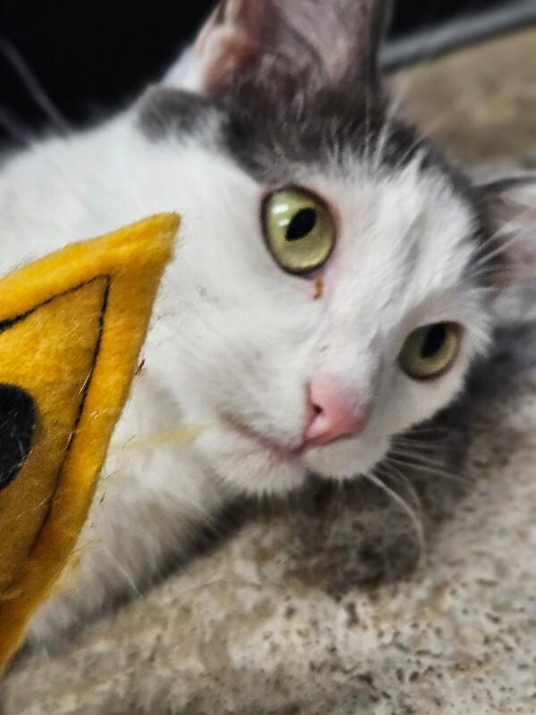 Enlarge Neyla, a Adoptable Domestic Short Hair in Yankton, SD image 6/6