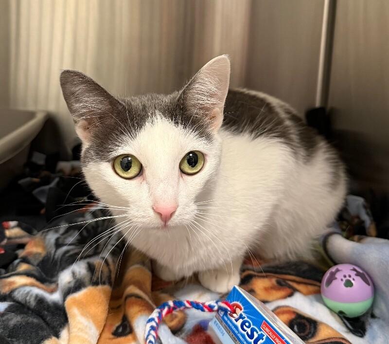 Neyla, a Adoptable Domestic Short Hair in Yankton, SD image 4/4