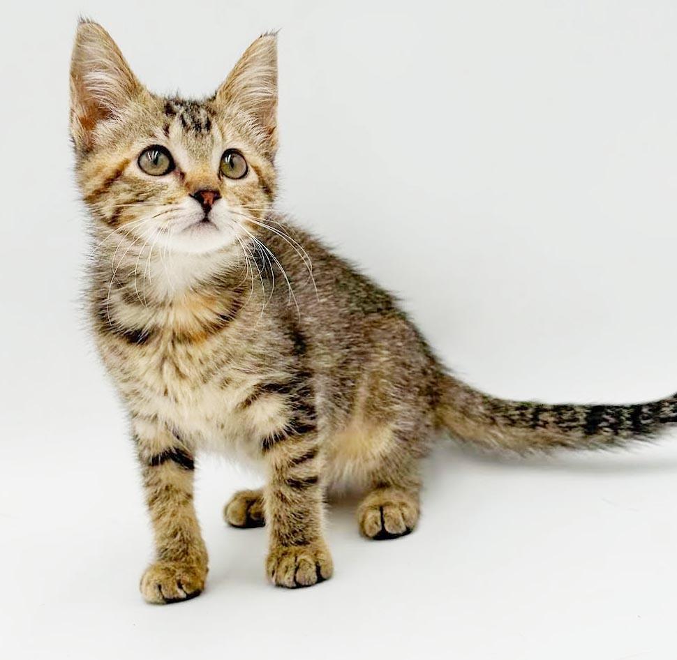 Nova is just a floofy ball of joy, an adoptable mixed breed in Bedford Hills, NY image 5/6