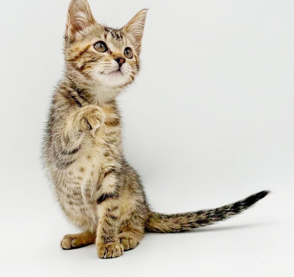 Nova is just a floofy ball of joy, an adoptable mixed breed in Bedford Hills, NY image 6/6