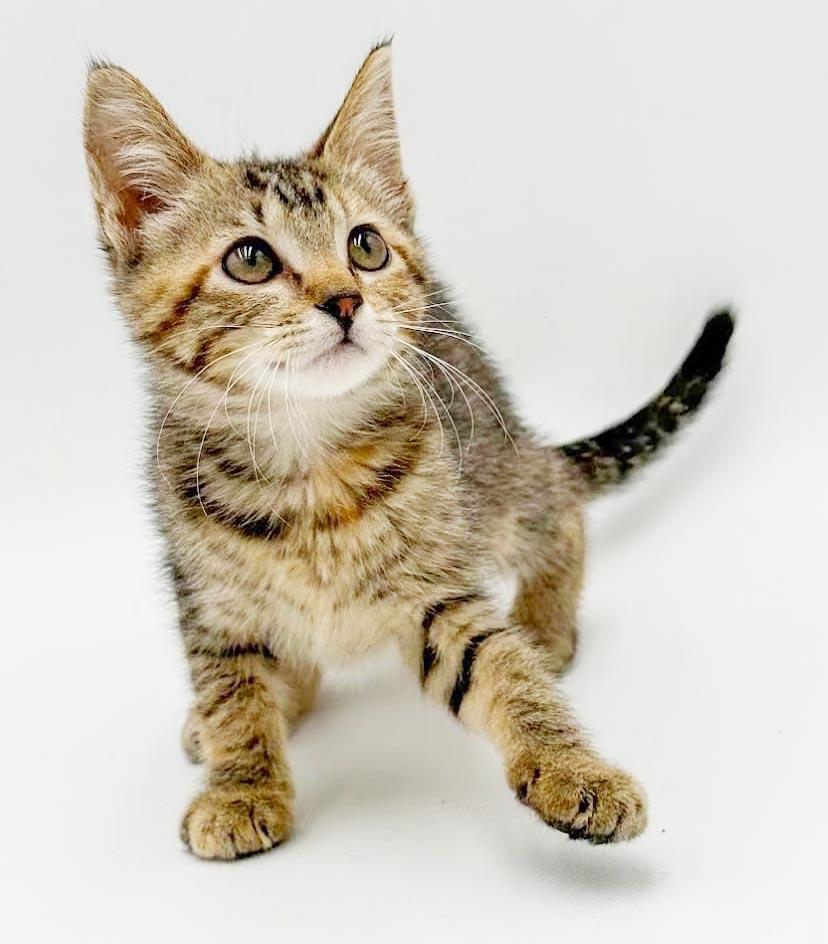Nova is just a floofy ball of joy, an adoptable mixed breed in Bedford Hills, NY image 3/6
