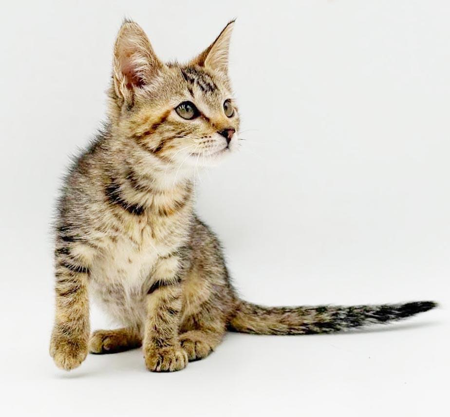 Nova is just a floofy ball of joy, an adoptable mixed breed in Bedford Hills, NY image 4/6
