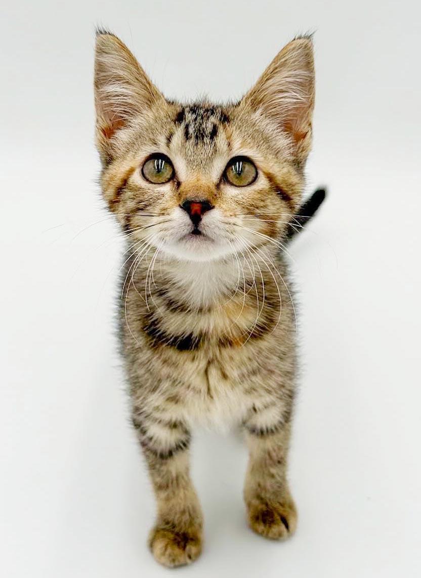 Nova is just a floofy ball of joy, an adoptable mixed breed in Bedford Hills, NY image 2/6