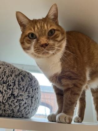 Finn, Adoptable, Adult Male Domestic Short Hair & Domestic Short Hair.