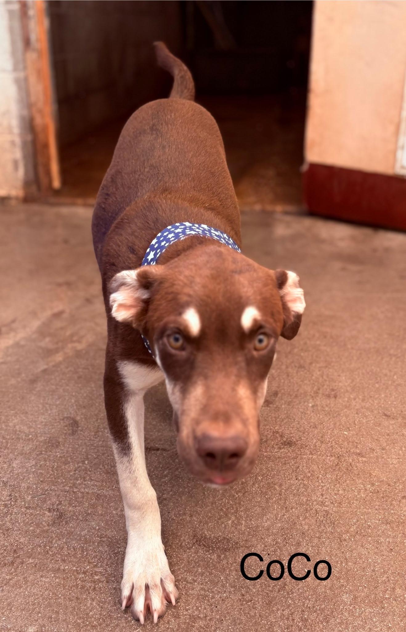 CoCo