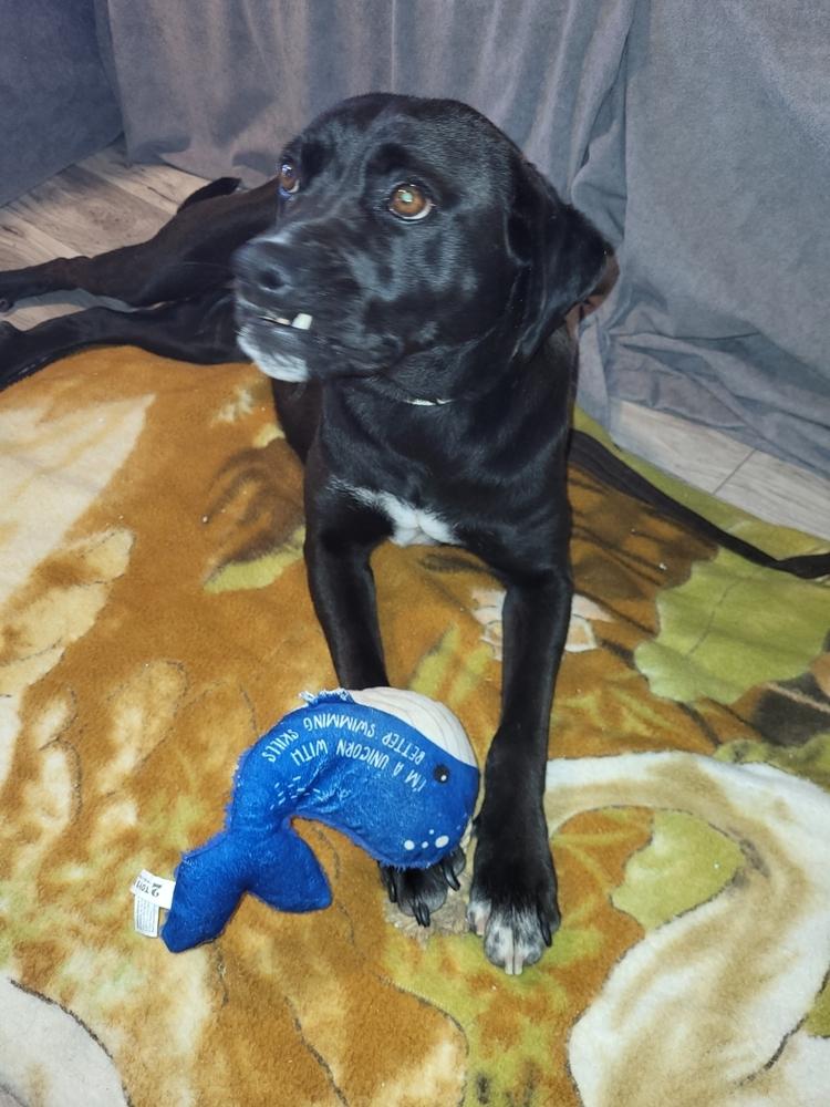 Enlarge Maisy, a Adoptable mixed breed in Albuquerque, NM image 1/6