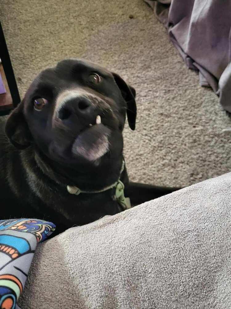 Enlarge Maisy, a Adoptable mixed breed in Albuquerque, NM image 3/6