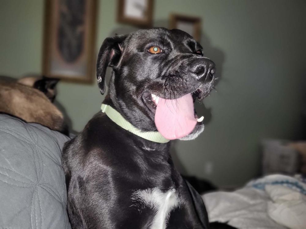 Enlarge Maisy, a Adoptable mixed breed in Albuquerque, NM image 2/6