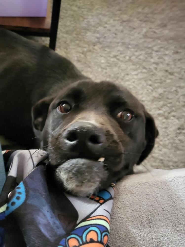 Enlarge Maisy, a Adoptable mixed breed in Albuquerque, NM image 5/6