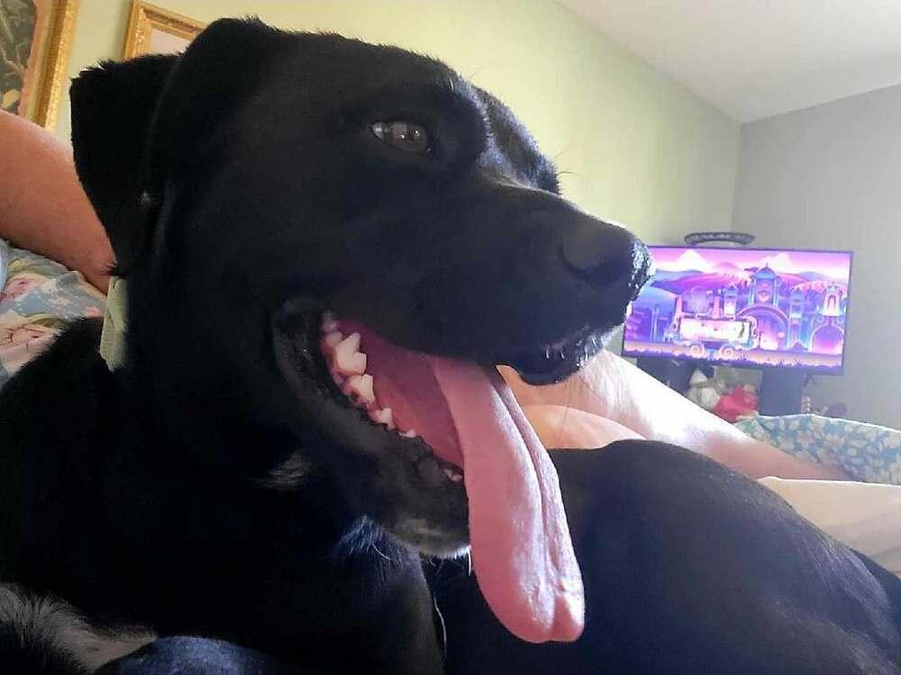 Enlarge Maisy, a Adoptable mixed breed in Albuquerque, NM image 6/6