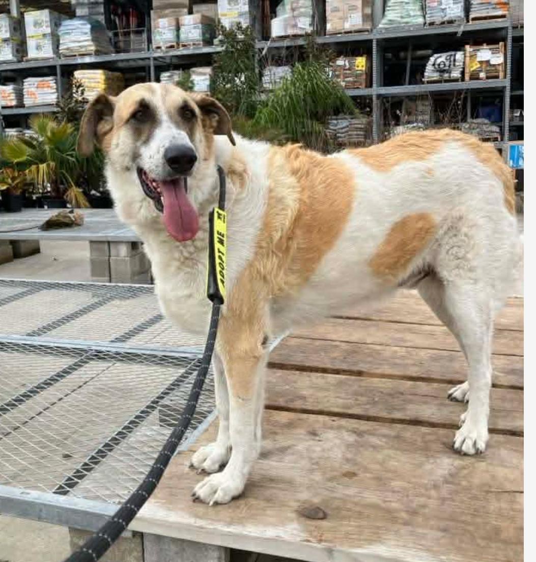 Houston cs, ADOPTABLE, Adult Male Anatolian Shepherd & Great Pyrenees.