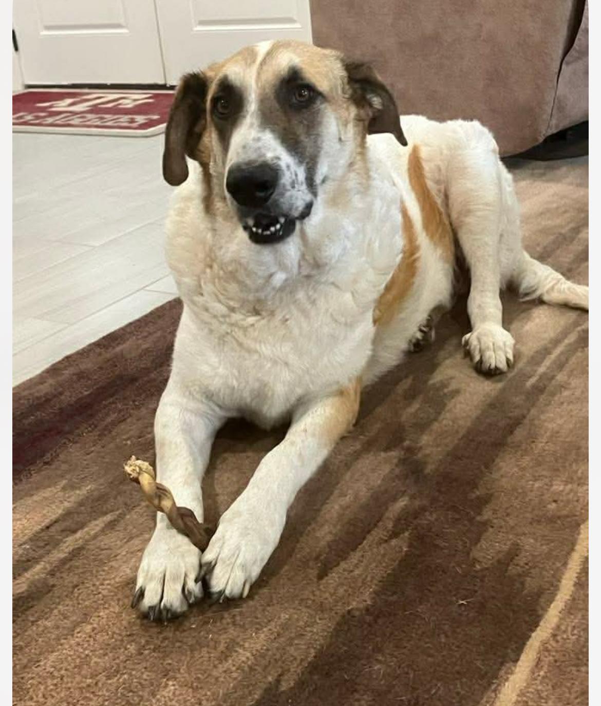 Enlarge Houston cs, a ADOPTABLE mixed breed in Columbia, MD image 2/3