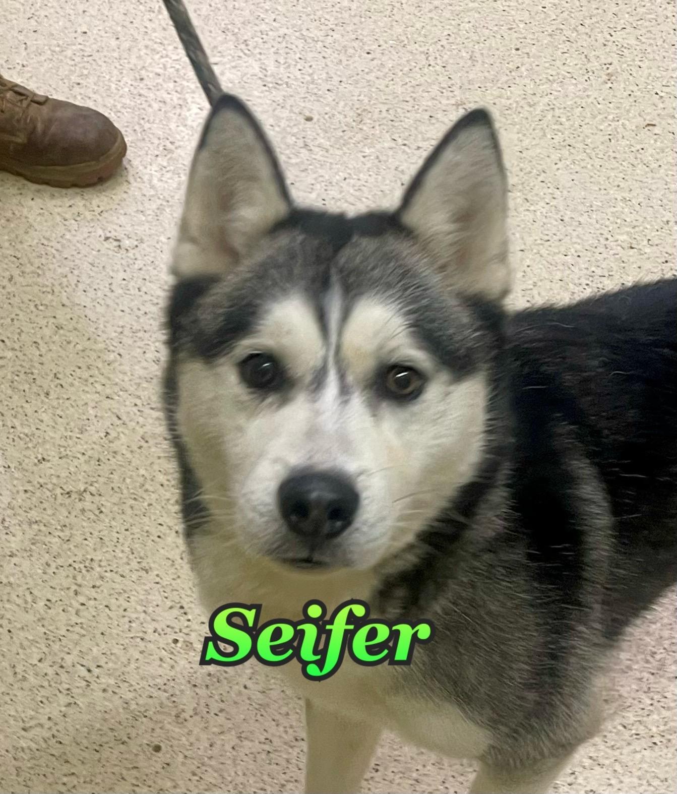 Seifer