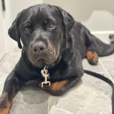 Bheema, ADOPTABLE, Young Male Rottweiler.