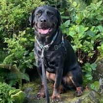 Enlarge Bheema, a ADOPTABLE Rottweiler in Redmond, WA image 6/6