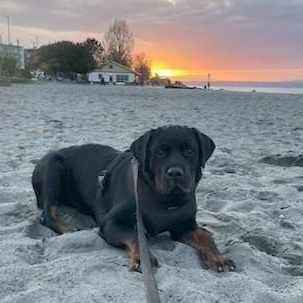 Enlarge Bheema, a ADOPTABLE Rottweiler in Redmond, WA image 4/6