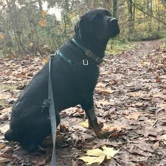 Enlarge Bheema, a ADOPTABLE Rottweiler in Redmond, WA image 2/6