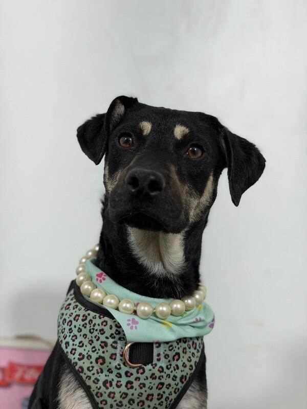 Colette-One of our Amazing Rescue Dogs, Adoptable, Puppy Female Australian Kelpie & Rottweiler.