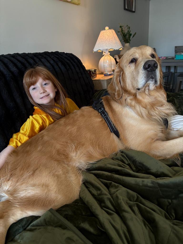 Teddy **COURTESY LISTING**, Adoptable, Adult Male Golden Retriever.