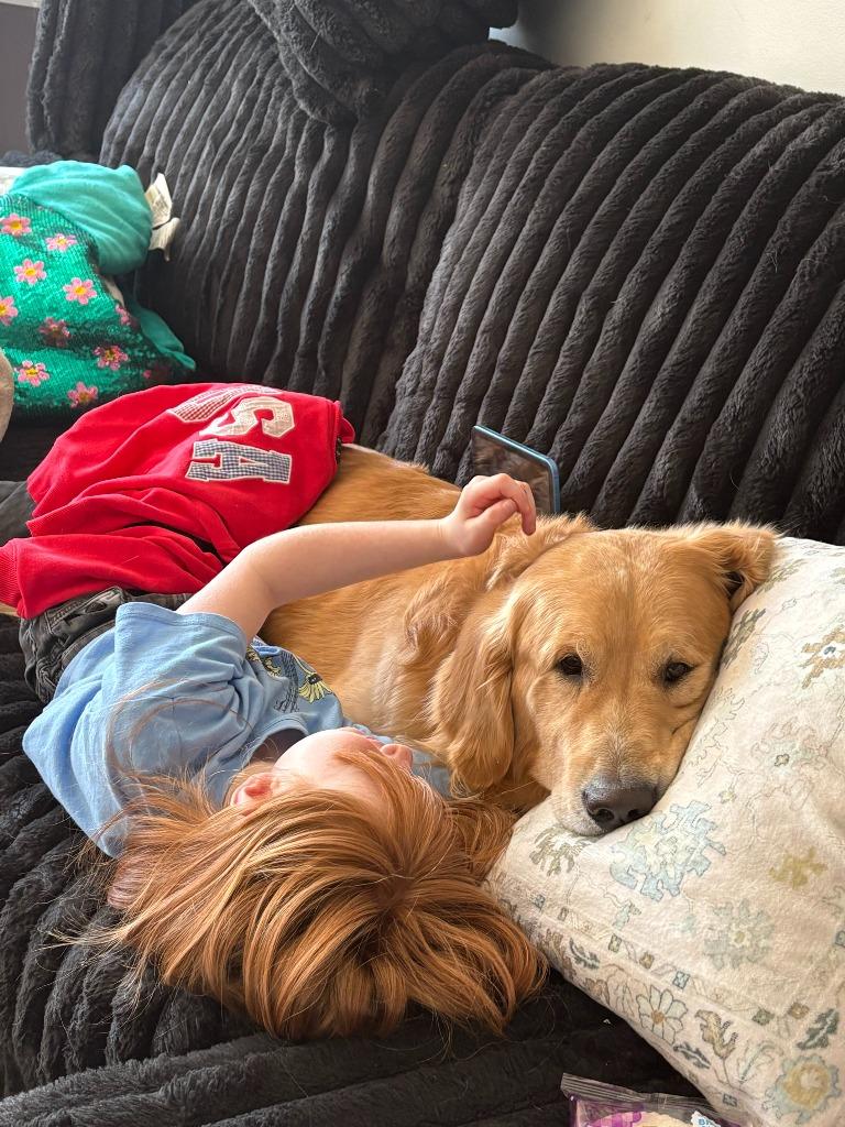 Teddy **COURTESY LISTING**, a Adoptable Golden Retriever in Peru, NY image 2/5