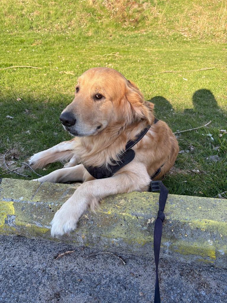 Teddy **COURTESY LISTING**, a Adoptable Golden Retriever in Peru, NY image 3/5