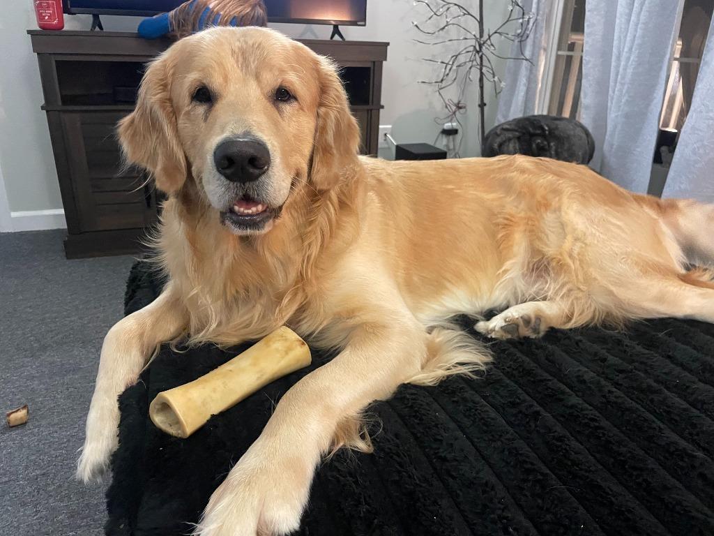 Teddy **COURTESY LISTING**, a Adoptable Golden Retriever in Peru, NY image 4/5