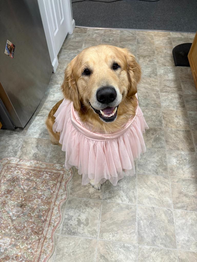 Teddy **COURTESY LISTING**, a Adoptable Golden Retriever in Peru, NY image 5/5